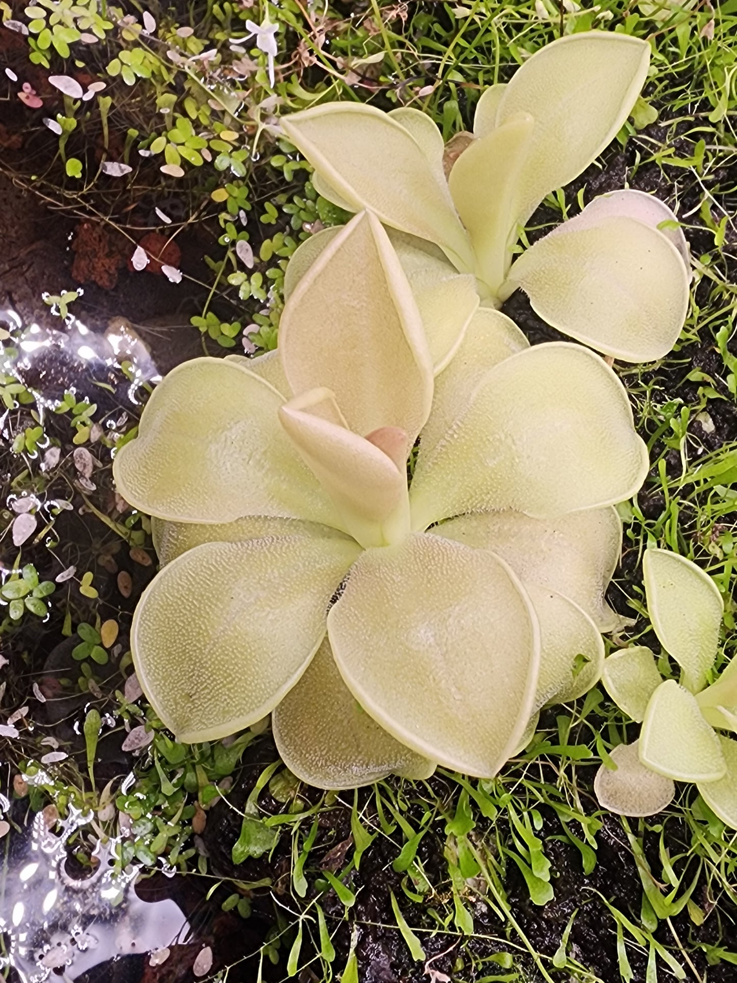 Pinguicula 'Weser'
