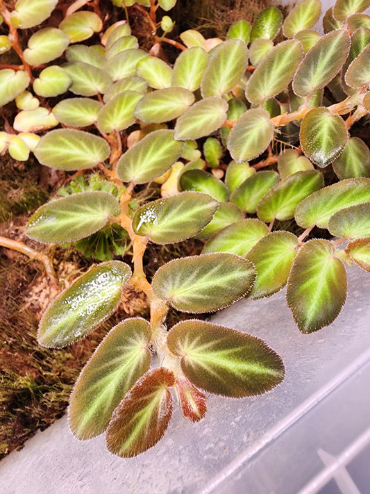 Begonia thelmae