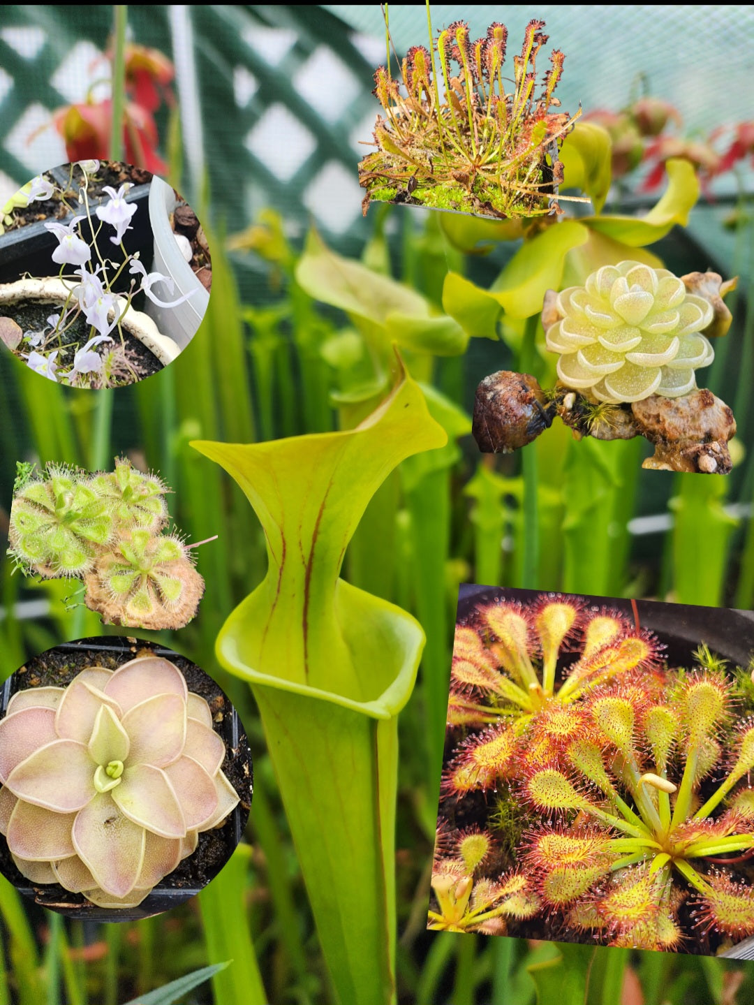 5x Mystery Carnivorous Plant Starter Pack