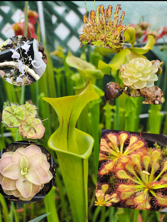 5x Mystery Carnivorous Plant Starter Pack