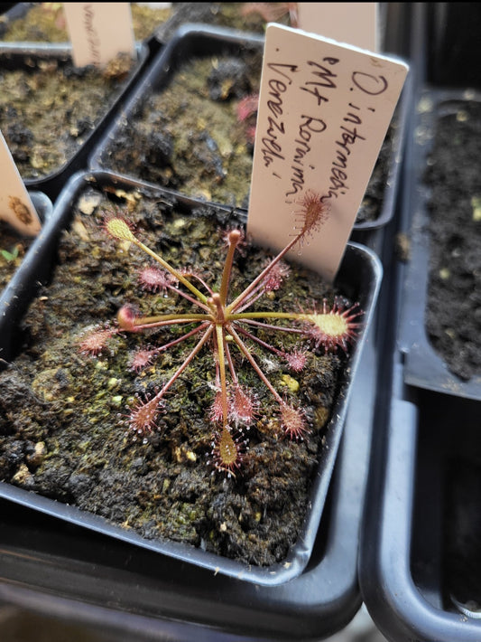 Drosera intermedia 'Mt Roraima, Venezuela'
