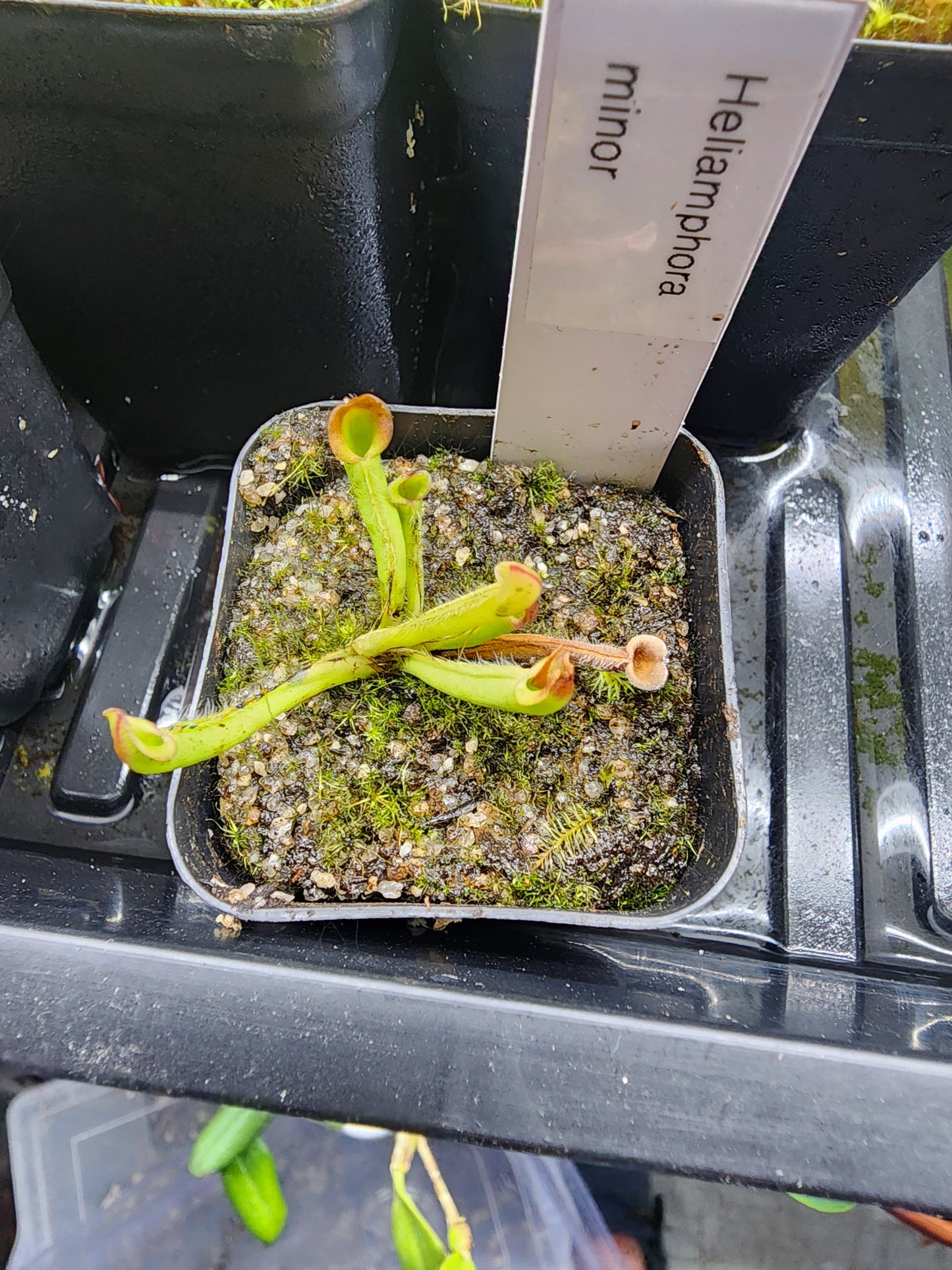 Heliamphora minor