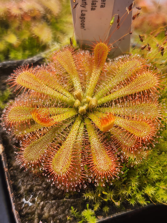 Drosera spatulata 'Moriartys Lagoon, Tasmania'