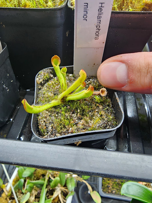Heliamphora minor