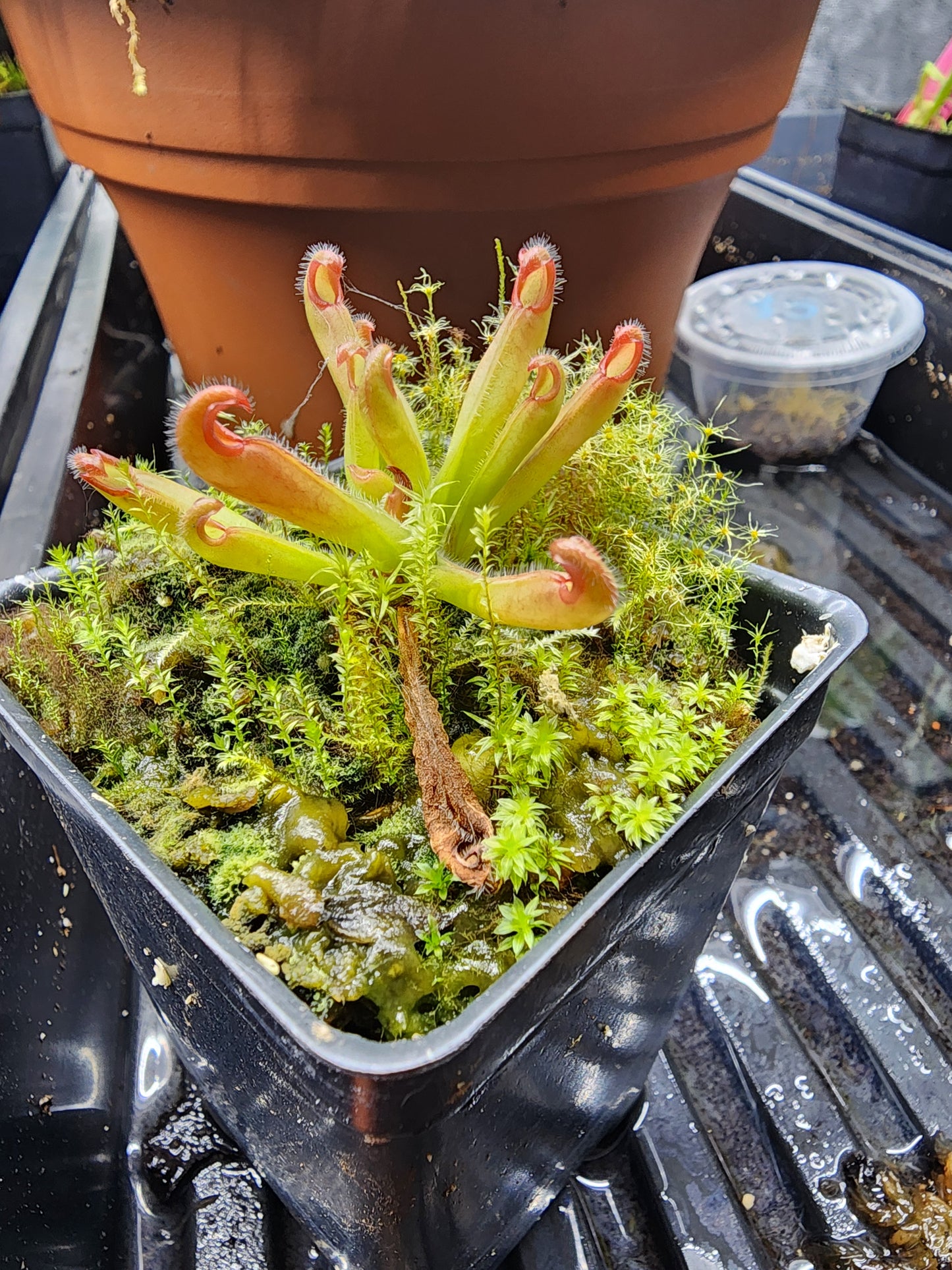 Heliamphora hispada
