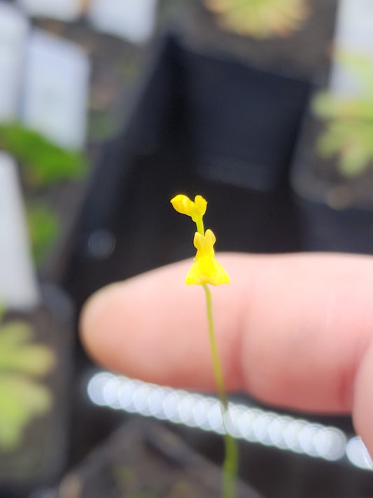 Utricularia chrysantha - Moon bladderwort