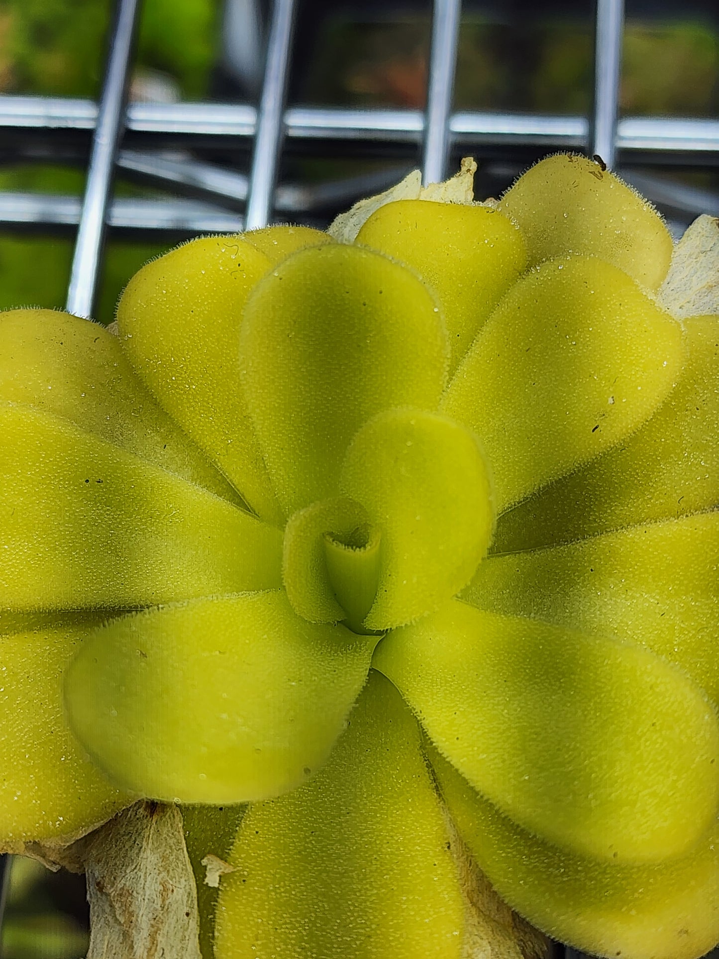 Pinguicula agnata 'Caspar'