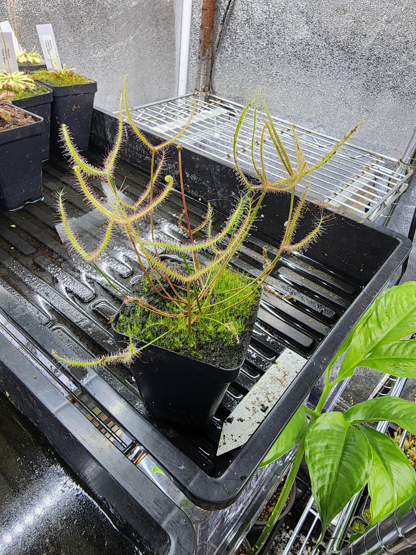 Drosera binata - Forked Sundew