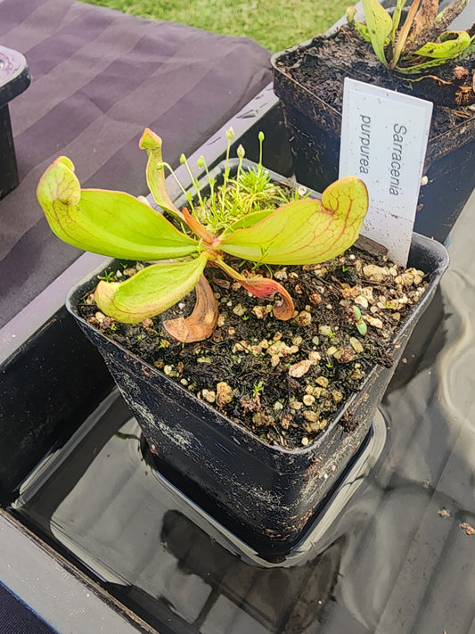 Sarracenia purpurea (Seed Grown)