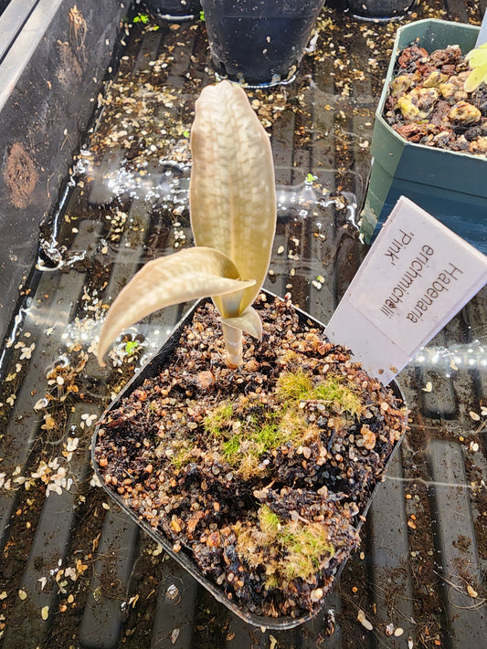 Habenaria erichmichelii 'Pink'