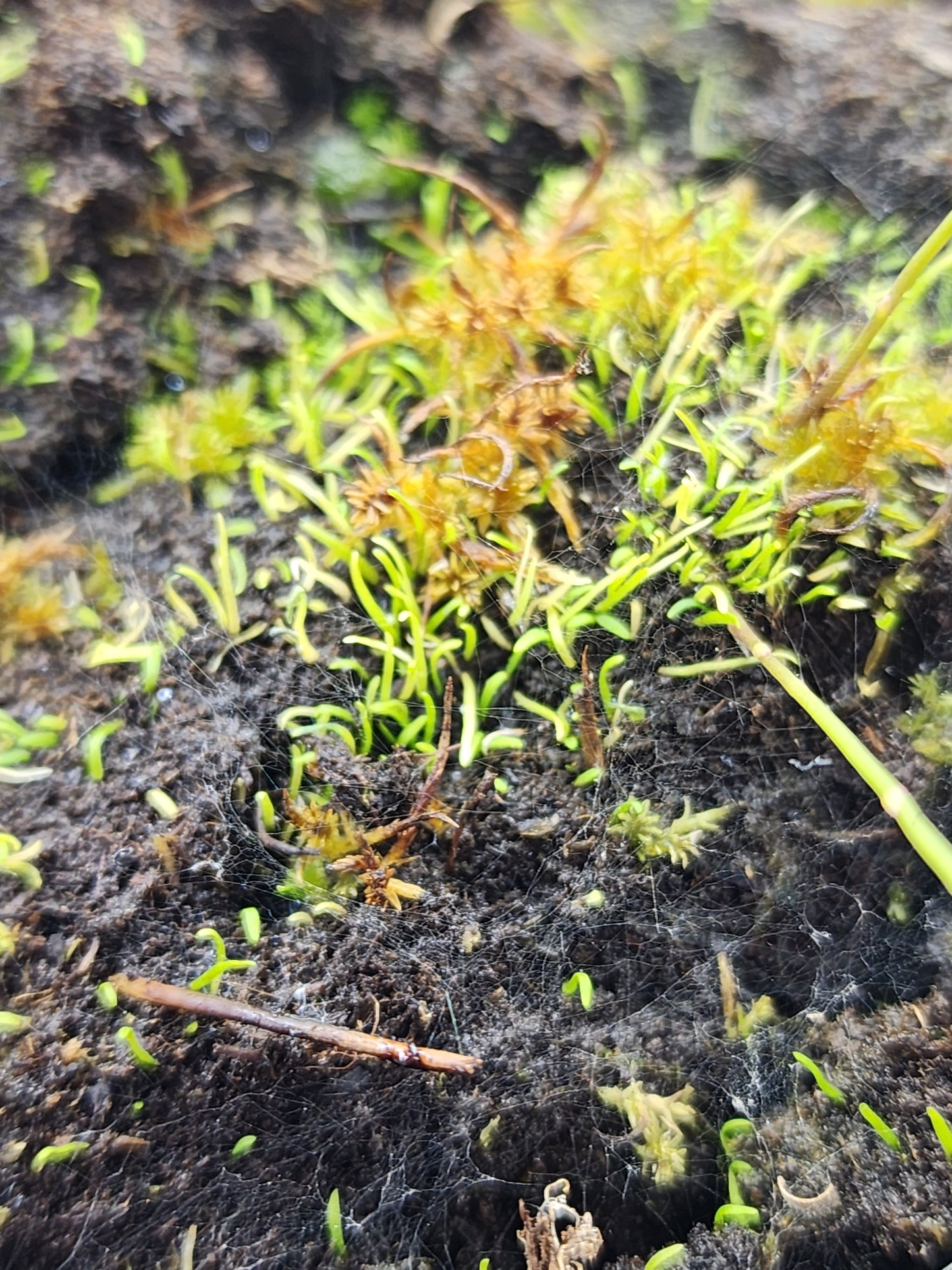 Utricularia chrysantha - Moon bladderwort