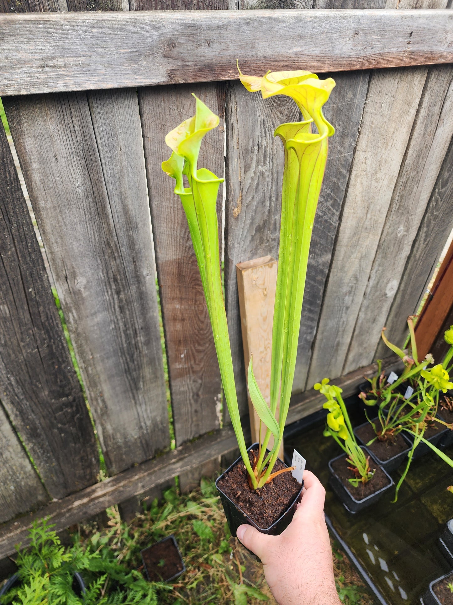 Sarracenia flava 'Cuprea' Coppertop Pitcher plant