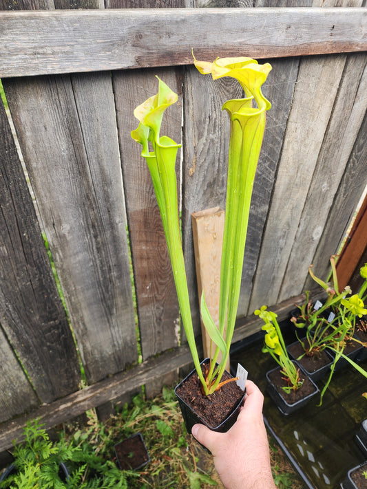 Sarracenia flava 'Cuprea' Coppertop Pitcher plant