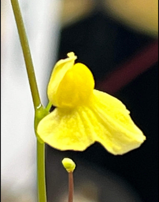 Utricularia subulata - Zigzag Bladderwort