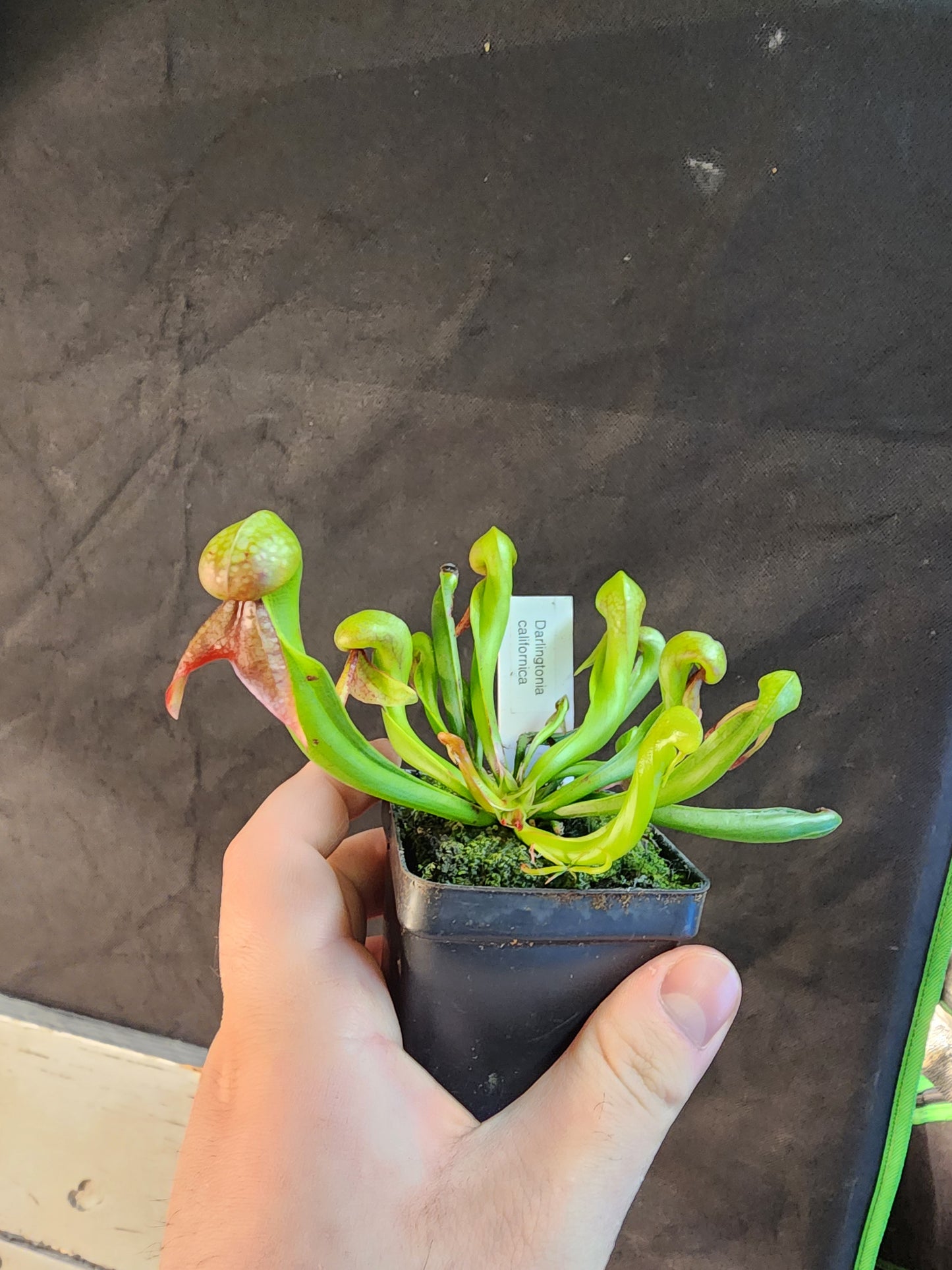 Darlingtonia californica - cobra lily SMALL plant