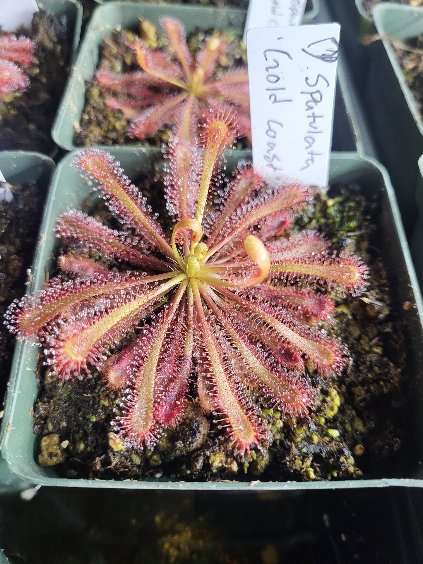 Drosera spatulata 'Gold Coast, Australia'