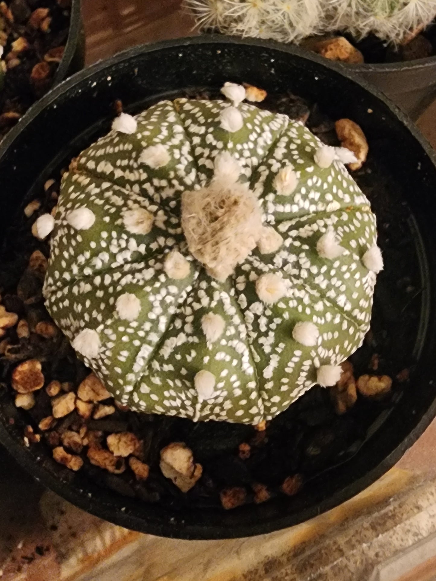 Astrophytum asterias - Sand Dollar Cactus (SG)
