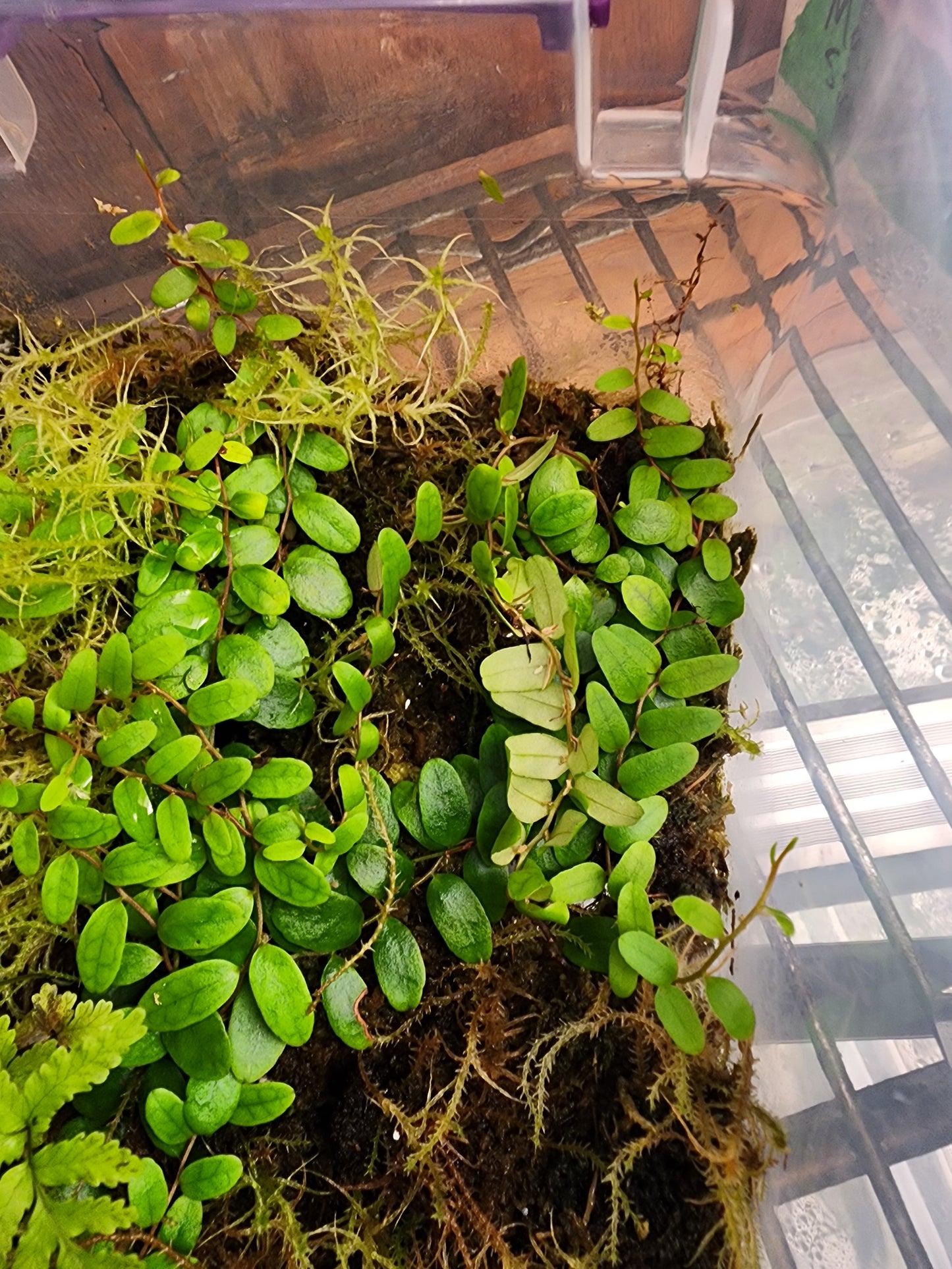 Marcgravia sp Columbia