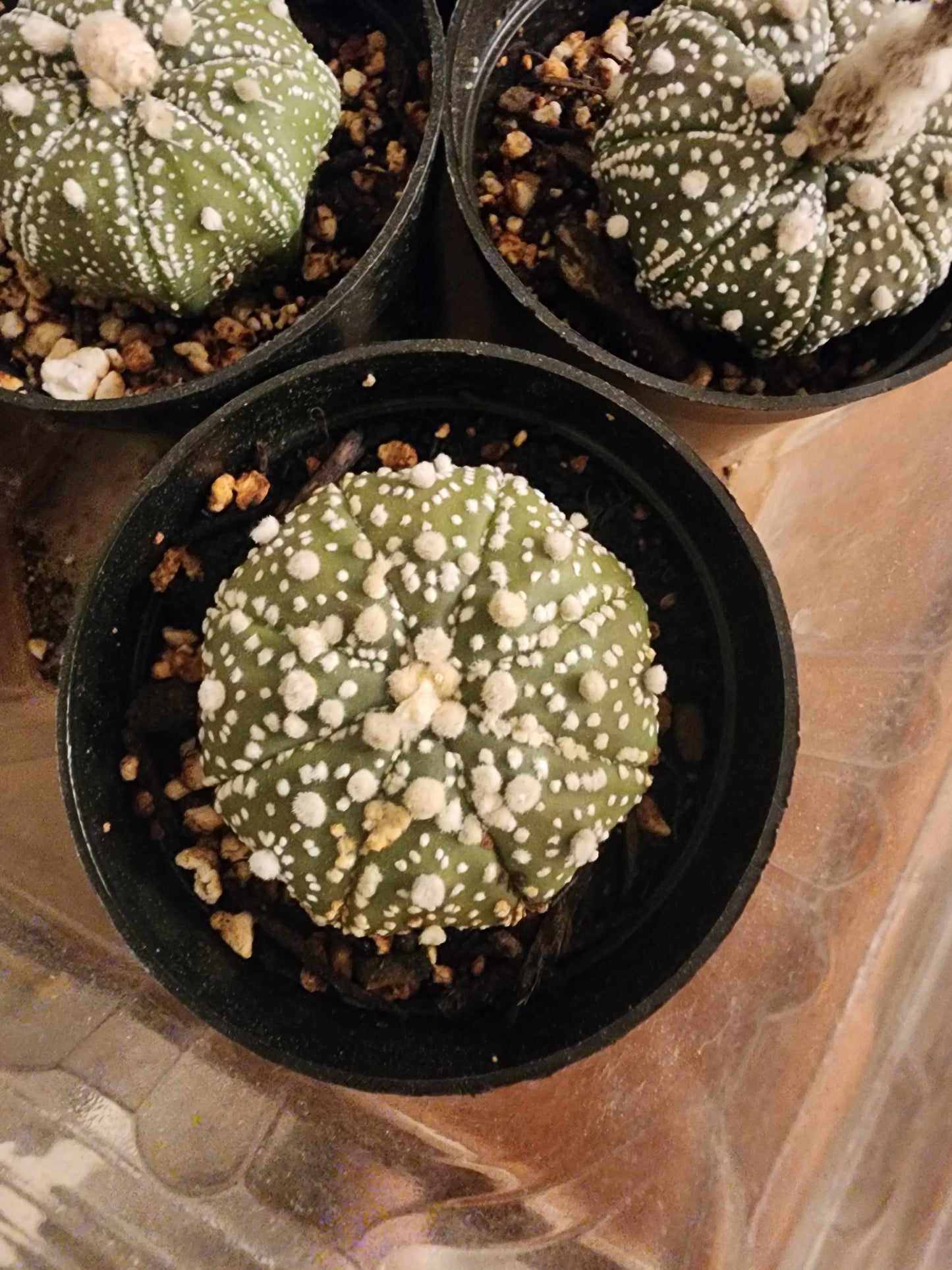 Astrophytum asterias - Sand Dollar Cactus (SG)