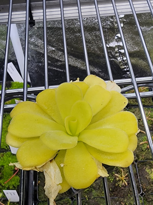 Pinguicula agnata 'Caspar'