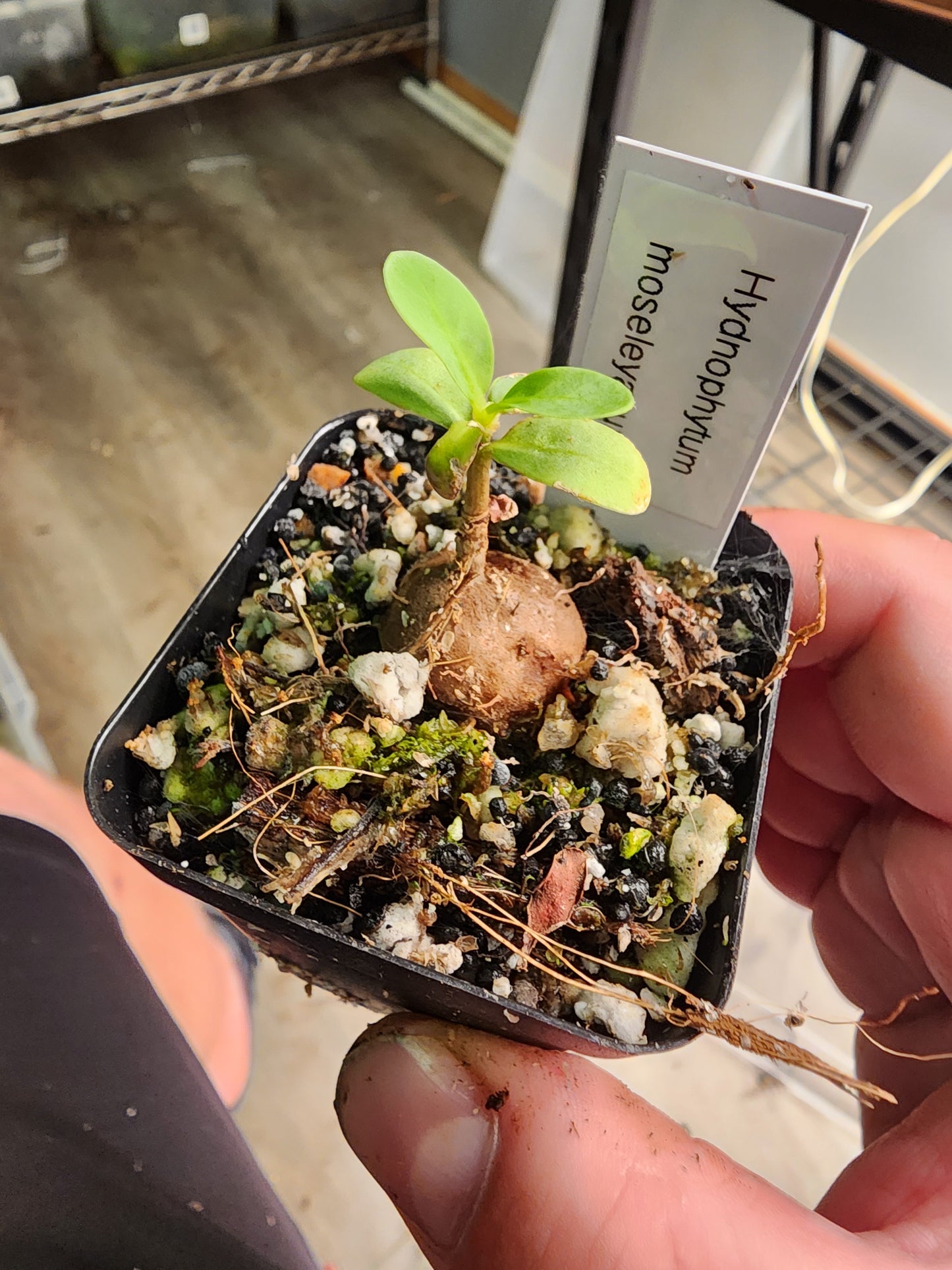 Hynophytum moseleyanum - Ant Plant