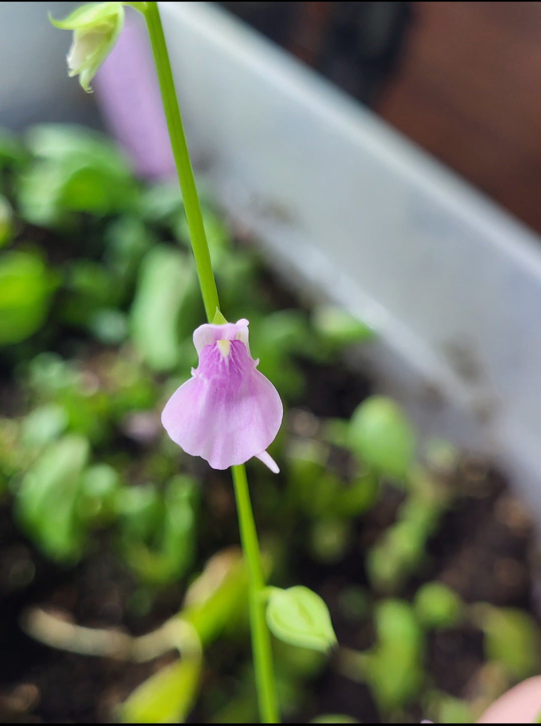 Utricularia calycifida 'Pink'