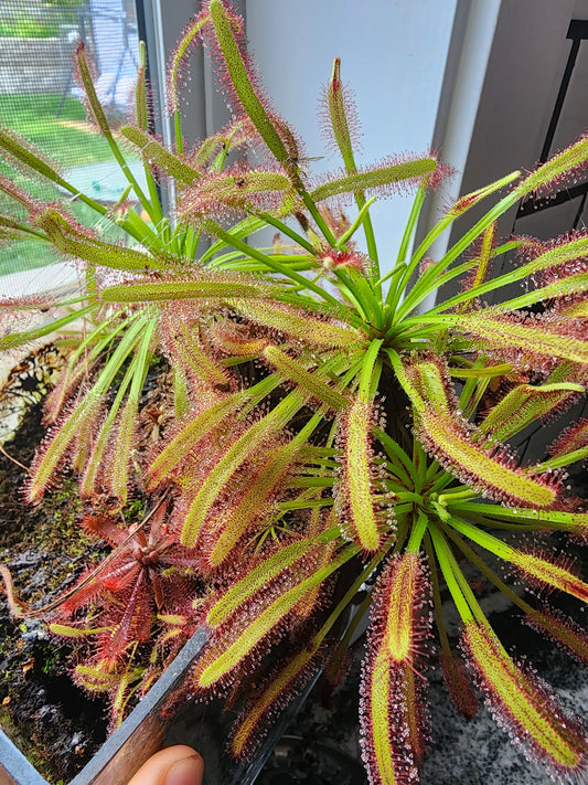 Drosera capensis - Cape Sundew