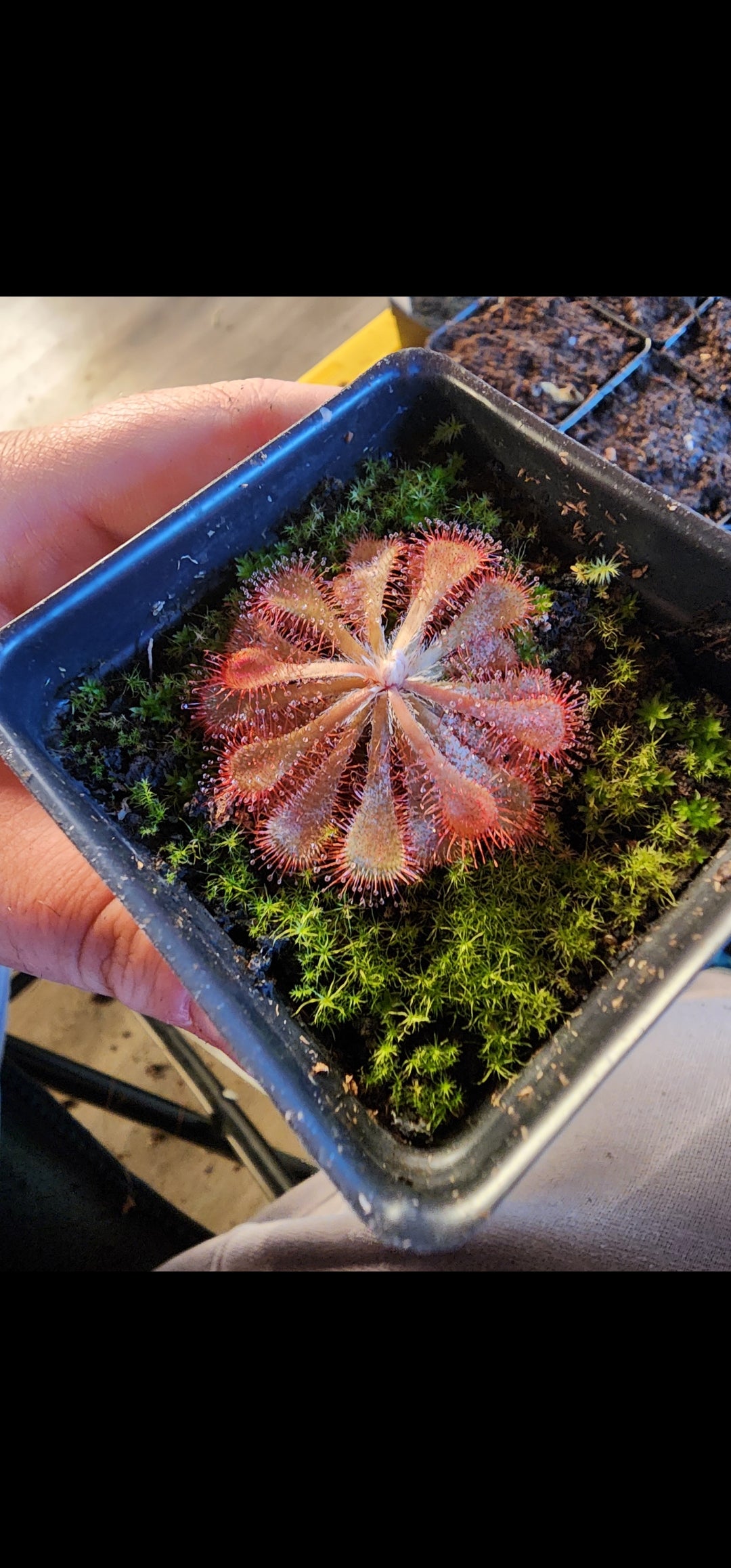 Drosera nataliensis 'Lajuma, South Africa'