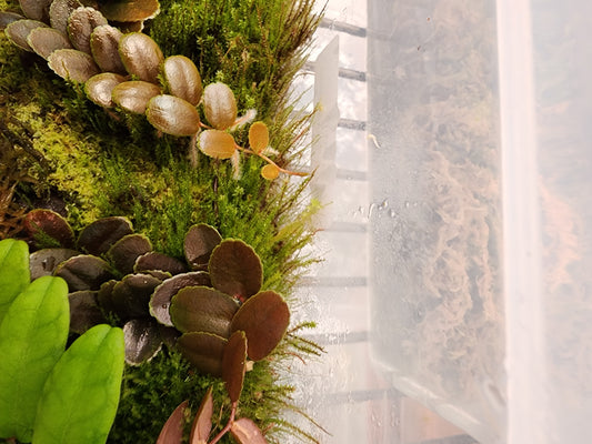 Marcgravia Burgundy/Brown