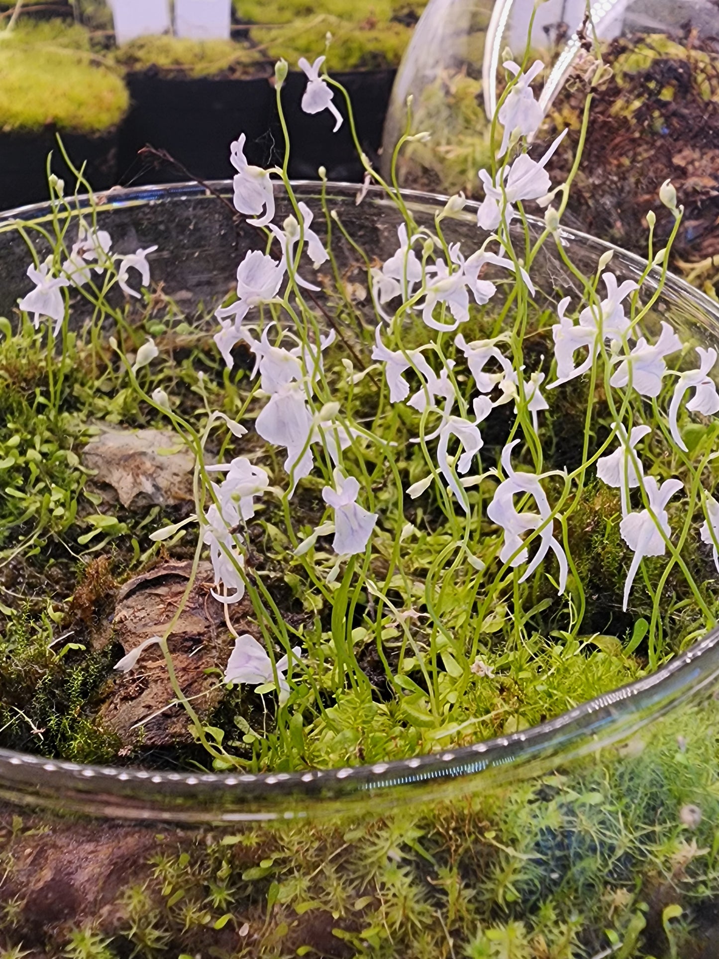 Utricularia sandersonii - Bunny ear Utricularia