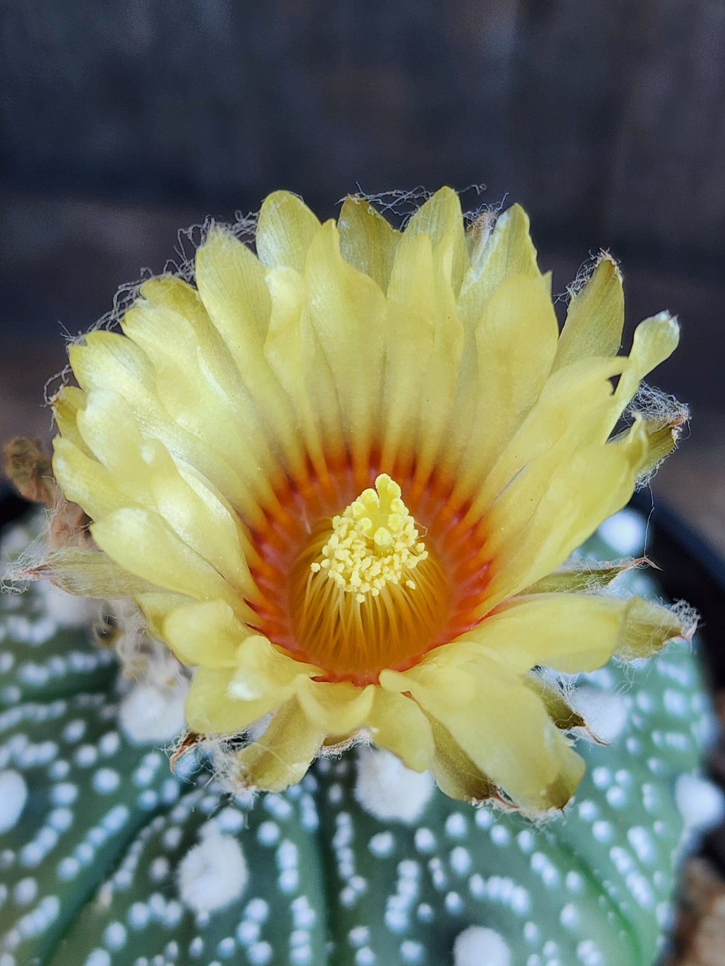Astrophytum asterias - Sand Dollar Cactus (SG)