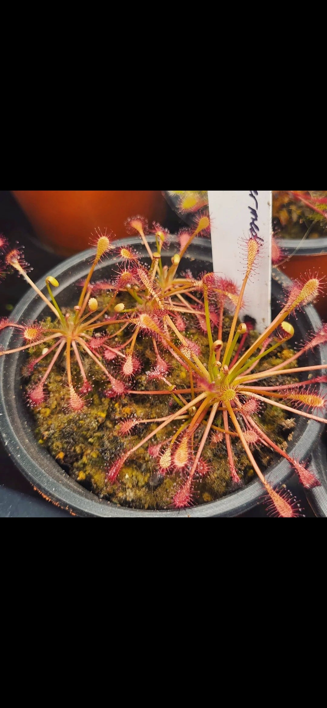 Drosera intermedia - Oblong leaved sundew