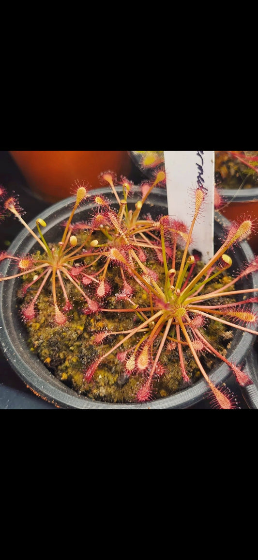 Drosera intermedia - Oblong leaved sundew
