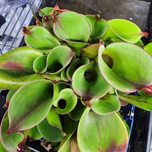 Heliamphora huberi 'Amuri Tepui'